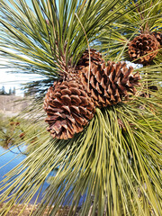 Ponderosa pine cone bunch on a branch 