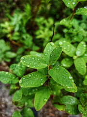 leaves with droplets