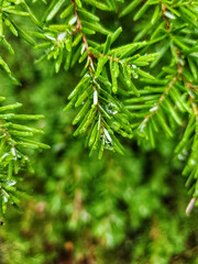 rain drops on pine needles 