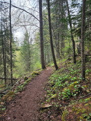 Rainy path in the woods