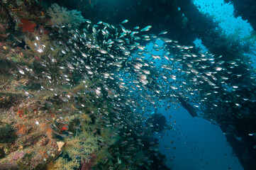 Fototapeta na wymiar Nuvole di glassfish o pesci vetro dfentro un relitto in mar rosso