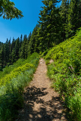 Uphill path in the forest