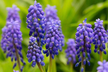 Muscari neglectum known as Grape hyacinth. internet springtime banner. Spring floral background. ornamental plants. beautiful little purple blue flowers on the grass