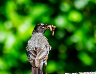 Robin with grub in it's mouth