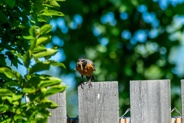 Robin on a fence