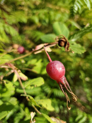 Rose hip on branch 