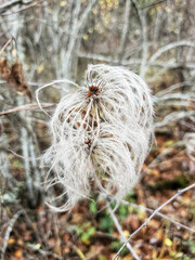 Fluffy seed pods in fall 