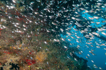 Nuvole di glassfish o pesci vetro dfentro un relitto in mar rosso