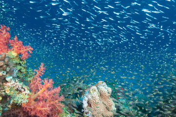 Nuvole di glassfish o pesci vetro nella barriera corallina