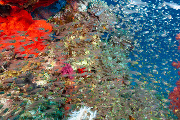 Fototapeta na wymiar Nuvole di glassfish o pesci vetro nella barriera corallina