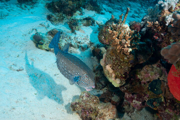 Pesce scatola mentre nuota tra la barriera corallina