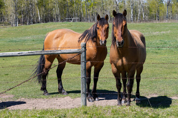 horses standing by fence looking at camera