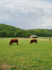 cows in the field