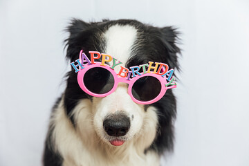 Happy Birthday party concept. Funny cute puppy dog border collie wearing birthday silly eyeglasses isolated on white background. Pet dog on Birthday day - obrazy, fototapety, plakaty