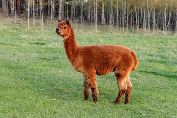 llama standing in the grass © Amy