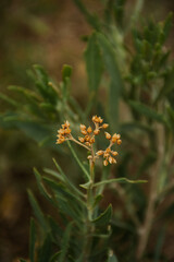 Flower yelow nature landscape plant