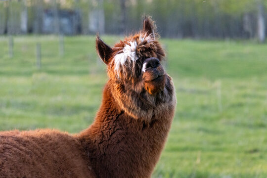 alpaca in the grass smiling over his shoulder