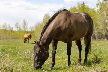 horses grazing in a field with second horse in distance