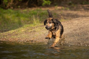 Hundespaß im Wasser