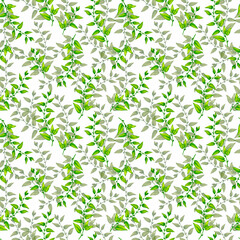 Seamless pattern. Watercolor branches with green foliage on a white background. Design for wrapping paper, fabric, wallpaper and other printing.