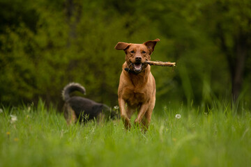 Hund läuft mit Freude
