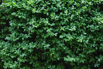 Obraz premium Green leaves bush background. green leaf of Banyan Tree ( Ficus annulata Blume ), Shrubs for decorating the garden, internet green leaf banner. Spring background.