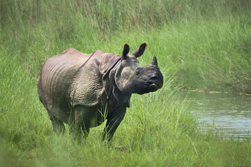 Asian rhinoceros standing in green grass alongside a river