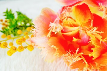 白いふわっとした布の上で撮られたオレンジと黄色のフリンジ咲きのチューリップとミモザの花のアップ