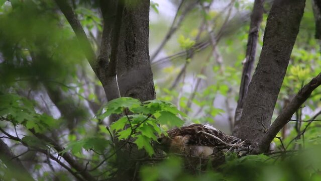 Buse &agrave; &Eacute;paulettes dans son nid
