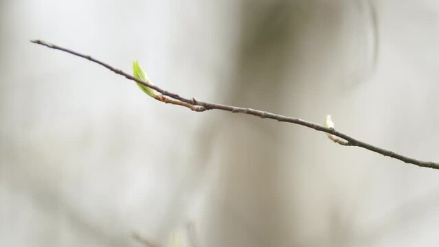 Small shoot and hazel bud in the forest in spring. Organic eco hazel growing in forest.