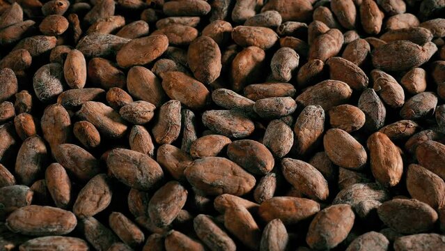 Chocolate Cacao Beans Raw Unprocessed In Pile