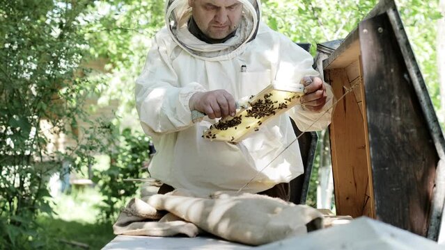 A beekeeper in a loose suit cuts off the queen cell. Beekeeping. The work of a beekeeper.