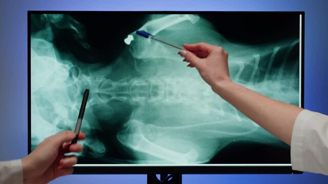 Doctors veterinarian examining cat or dog skeleton roentgen on computer monitor. Man and woman vet analyzing animal bones x-ray close-up. 