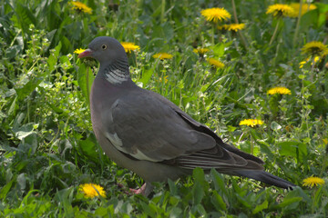 Gray pigeon on green grass. Birds in the wild.