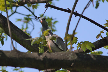 Gray pigeon on a branch with green leaves against the background of blue sky. Birds in the wild.