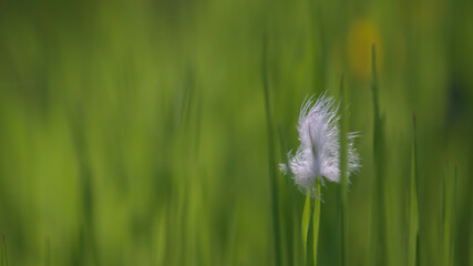 A white feather on a natural, blurry green abstract background.