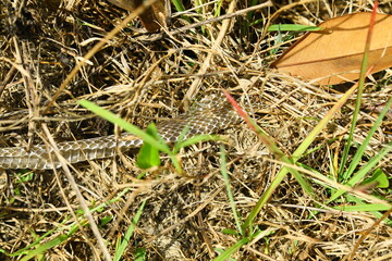 Shed snake skin in spring in nature 