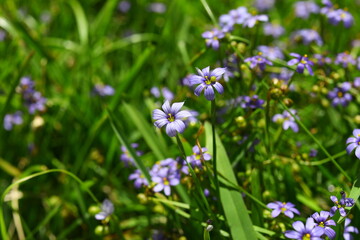Violet wood sorrel oxalis violacea sour edible plant native to Florida USA 