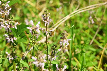 Salvia lyrata  LYRELEAF SAGE is wild flower in Florida decorative bees love it for honey, partially edible young leaves for salads dry petals may be used for tee for cold