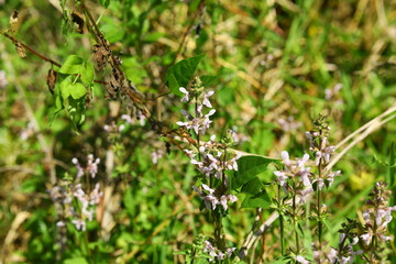 Salvia lyrata  LYRELEAF SAGE is wild flower in Florida decorative bees love it for honey, partially edible young leaves for salads dry petals may be used for tee for cold