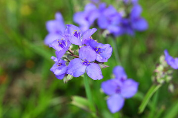 Spiderwort blue flowers plant native to Florida each flower blooms just a day, bees love it.