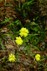 Floral spring background blooming tiny flowers green grass full sun light 