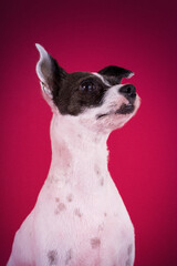 chihuahua dog portrait