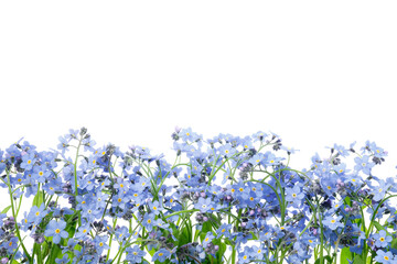 Row of wild forget me not flowers. Blossom forget-me-not, myosotis on white background. - 506524709