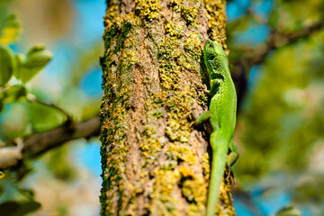 lizard on a tree trunk