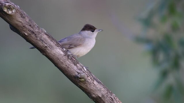 Eurasian Blackcap Sylvia atricapilla in the wild.