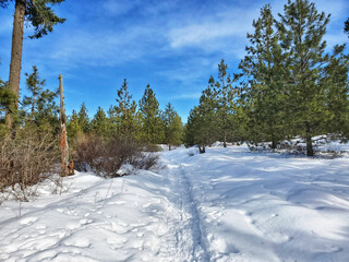 winter trail through forest with blue sky