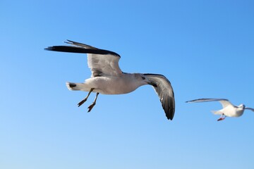 ユリカモメ