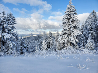 snow covered trees in the mountains