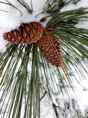 winter pine cone in tree 